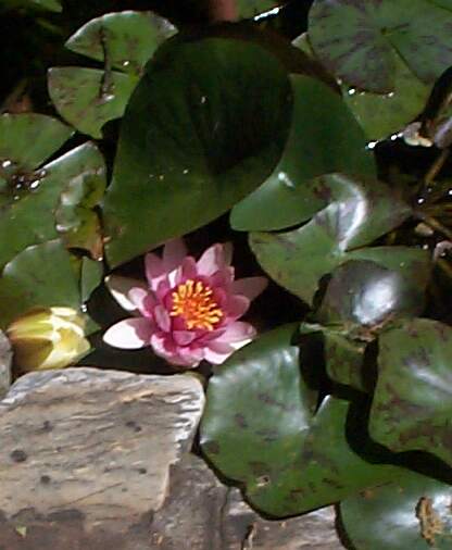 Pond Lily.jpg