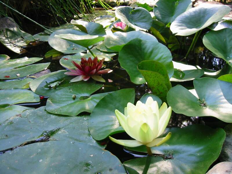 Yellow Pond Lily.jpg