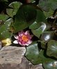 Pond Lily.jpg